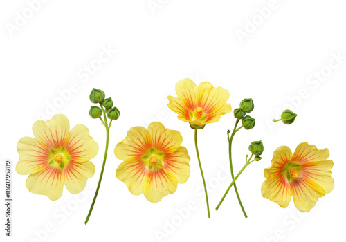 Delicate common mallow (Malva sylvestris) flowers with vibrant yellow-orange petals and green stems/buds on a pristine transparent studio background. Concept of botanical vitality.