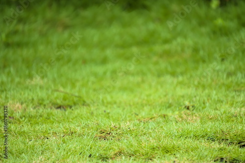 Wallpaper Mural green grass texture background with natural soft-focus bokeh effect. Perfect for abstract spring or summer backdrops and lawn care designs. Torontodigital.ca