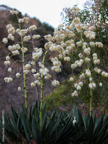 blooming Yucca in autumn