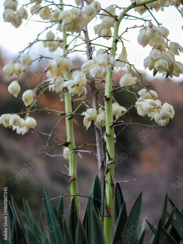 blooming Yucca in autumn