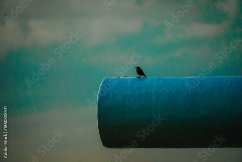 bird on the water