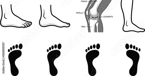 Human foot anatomy and walking footprint illustration set showing gait stages leg structure and orthopedic analysis isolated on white background vector