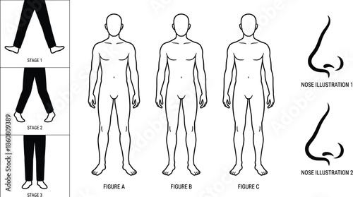 Human body proportion illustration showing male figure types walking stages and nose shape diagrams isolated on white background vector