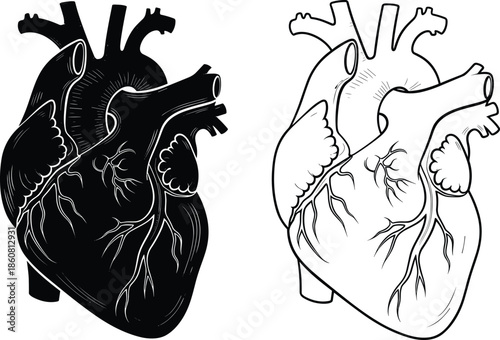 Anatomical human heart vector illustration, black and white medical anatomy drawing, detailed cardiac organ silhouette for education, science, and healthcare design