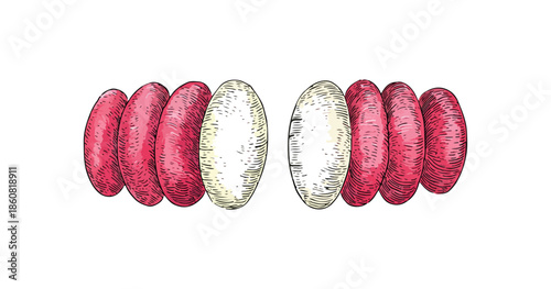 투명한 배경에 정렬된 빨간색과 흰색 캡슐 알약들이 건강과 선택의 중요성을 시각적으로 표현하는 수채화 일러스트입니다.