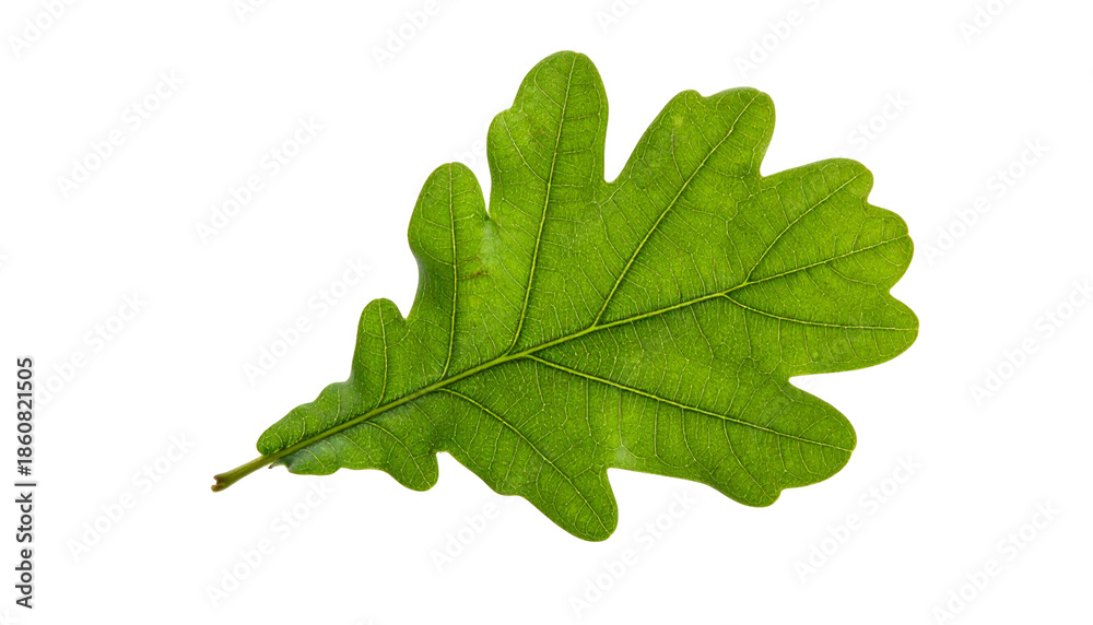 Obraz premium Isolated oak leaf with serrated edges, displaying intricate veins, on a black background