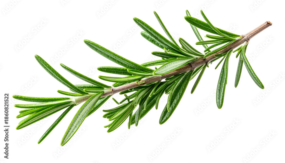 Fototapeta premium Close-up of a sprig of fresh, green herb on a black background