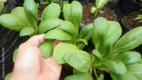Obraz na płótnie Hand Holding Fresh Green Bok Choy Pak Choi Vegetable in Pot