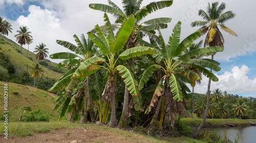 Wallpaper Mural Palm trees and banana trees in tropical scenery Torontodigital.ca
