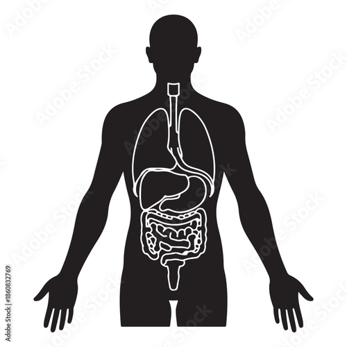  Anatomical diagram of the human body showing internal digestive and respiratory organs