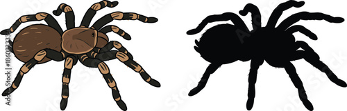 Realistic Tarantula Spider Vector Illustration with Detailed Anatomy and Black Silhouette, Isolated on White Background for Educational and Design Use