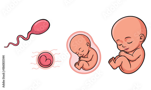 Medical vector illustration of foetus cartoon stickers showing human embryonic growth cycle gynecology theme human reproductive function educational artwork