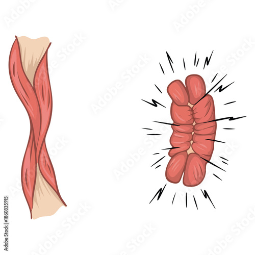 Muscle contraction and relaxation illustration showing anatomical movement ideal for biology study sports education physiology diagrams and medical exercise themed artwork