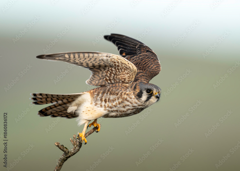 Obraz premium American kestrel (Falco sparverius) in flight with a mouse