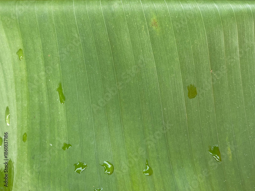 green banana leaf background. abstract nature background.