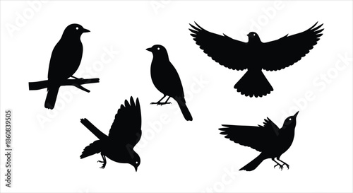 Various Bird Silhouettes in Different Poses and Actions