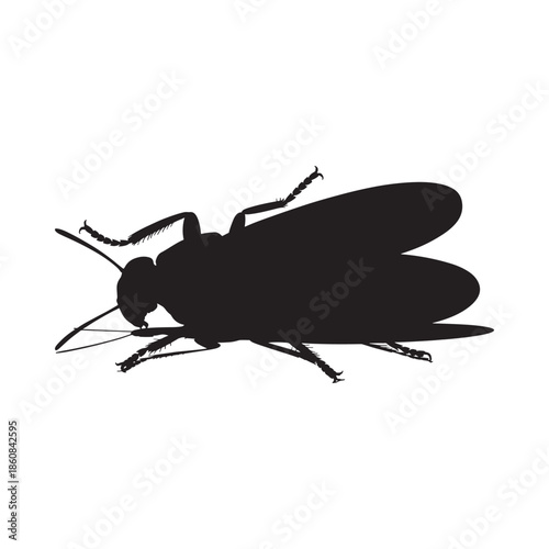 Silhouette of a cockroach a common insect viewed from a side perspective