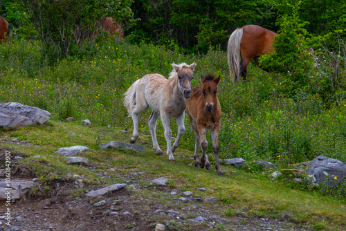 Two foals playing at Grayson Highlands