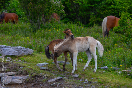 Two foals playing at Grayson Highlands