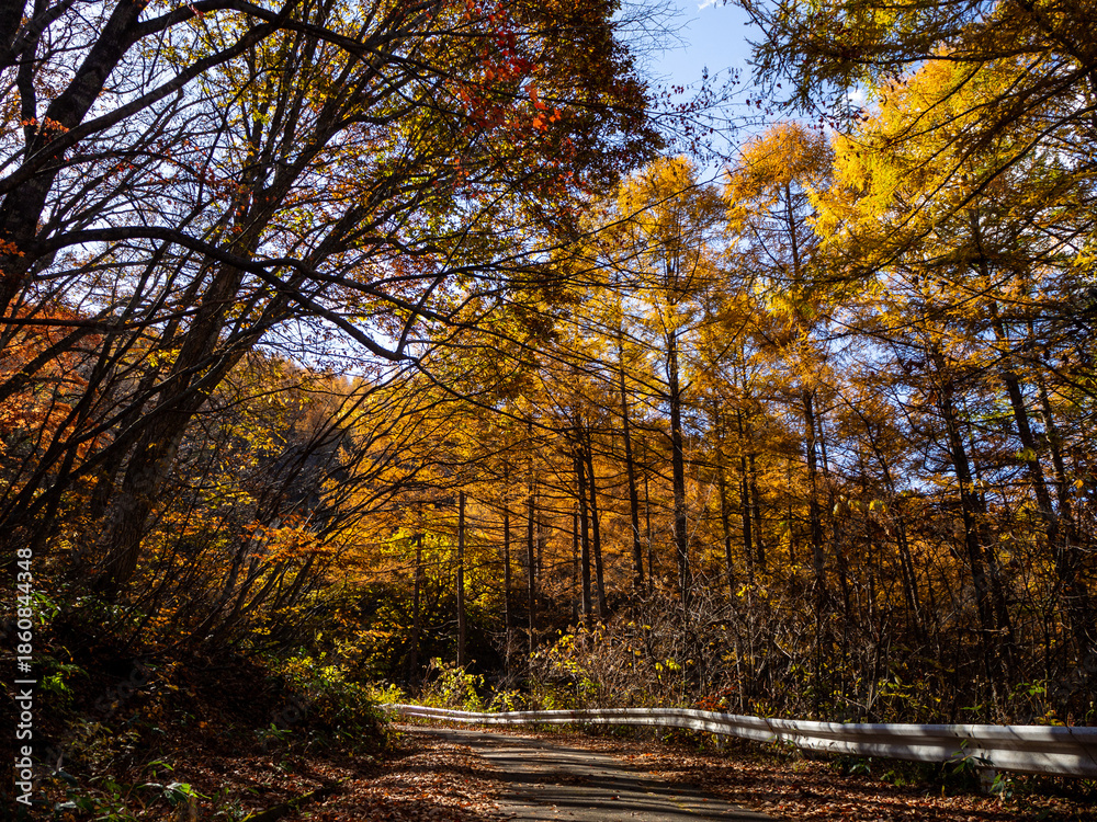 Fototapeta premium 紅葉した秋の山 秋景色 長野県