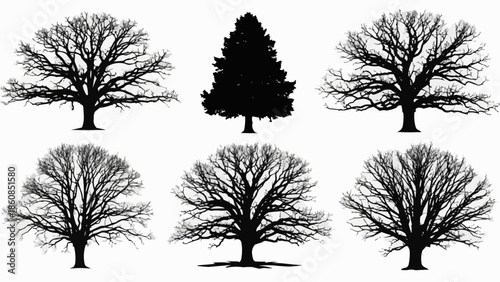 Collection of Silhouetted Trees in Winter Showing Intricate Branching Patterns.