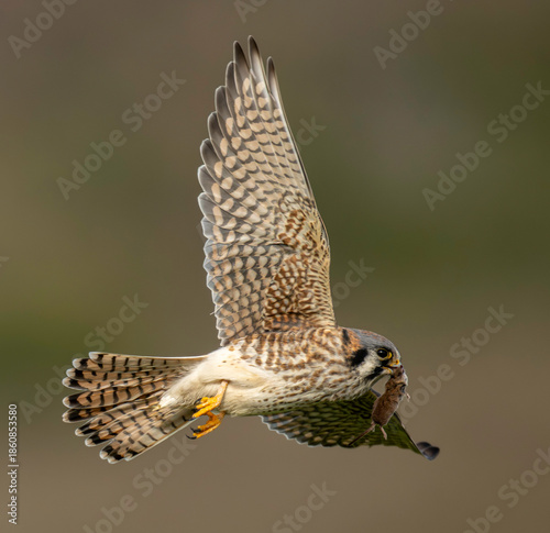 Foto American kestrel (Falco sparverius) in flight with a mouse