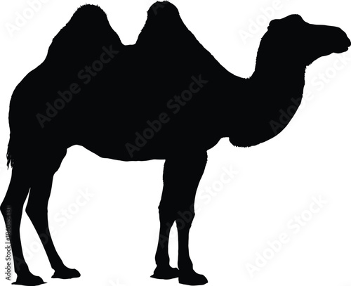 Camel silhouette isolated on white background, desert animal icon, dromedary wildlife illustration, Middle Eastern transport symbol black vector design graphic
