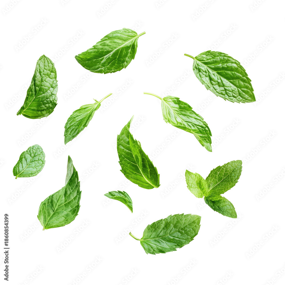 Naklejka premium Close Up Of Fresh Green Mint Leaves Isolated On Transparent Background Showing Detailed Texture and Natural Veins