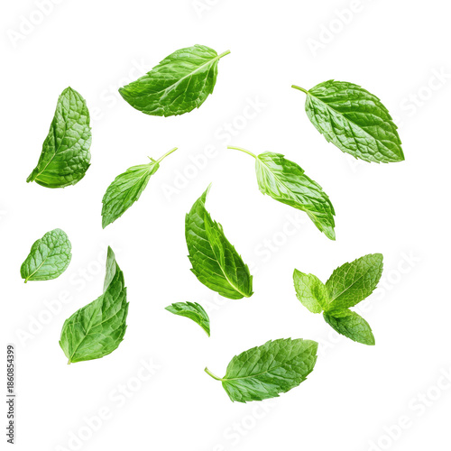 Close Up Of Fresh Green Mint Leaves Isolated On Transparent Background Showing Detailed Texture and Natural Veins