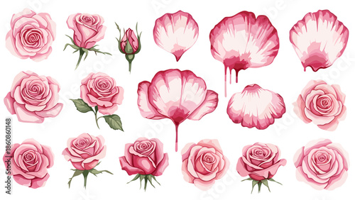 Collection of pink roses and rose petals a