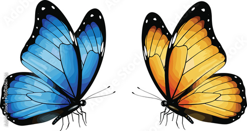 Blue and orange butterflies facing each other isolated on white background colorful symmetrical insect illustration vector art design graphic