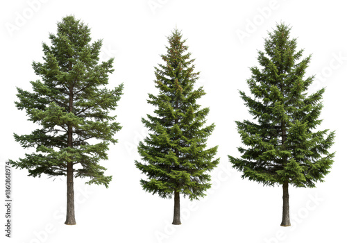 Six distinct photorealistic evergreen trees (spruce, cedar) with brown trunks, vibrant green foliage, isolated on a transparent studio background with copy space, ideal digital asset collection