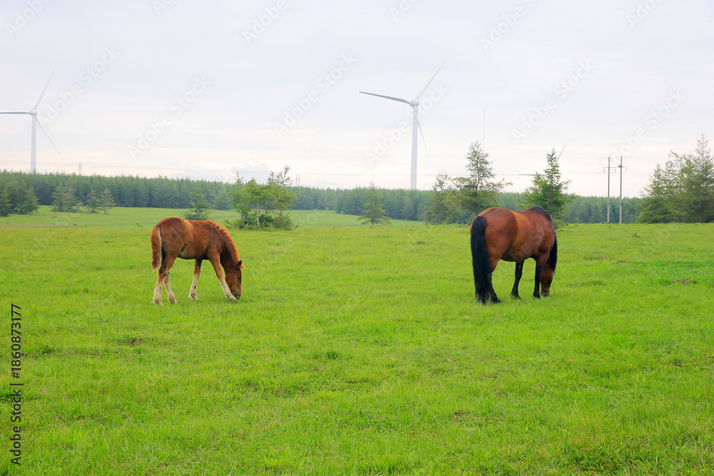 Naklejka premium Horses grazing on a green forest meadow