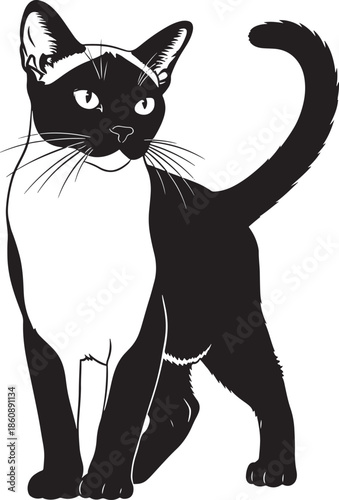 Black and white cat standing with tail up