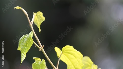 Vines of betel leaves (Piper betle). Leaf tip with blurry background.