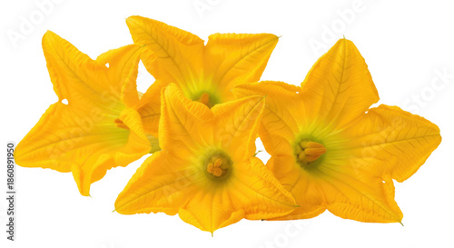 Group of Yellow Flowers on Transparent Background Revealing Intricate Petal Details and Natural Beauty