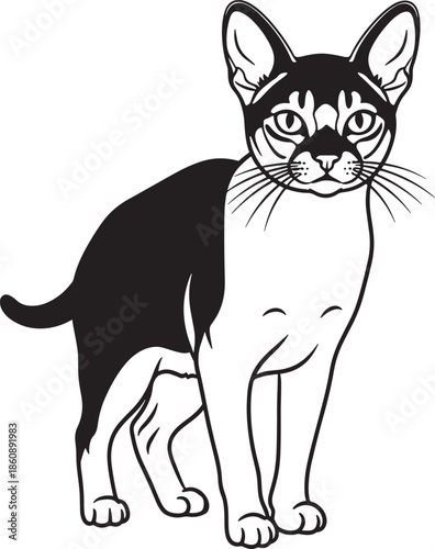 Black and white cat standing and looking forward