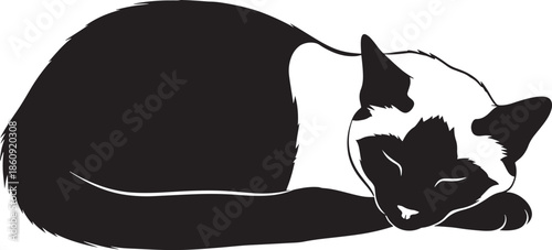 Peaceful black and white cat sleeping serenely
