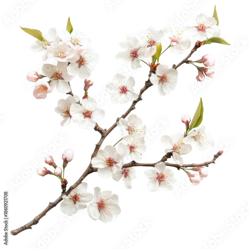 Delicate white cherry blossoms on a branch isolated on transparent background