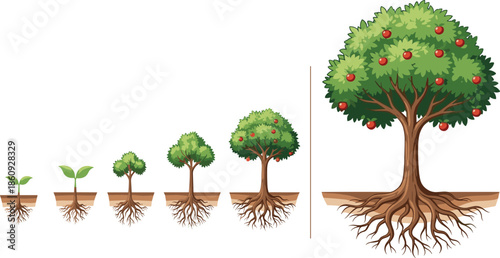 Vector Illustration Showing the Growth Stages of an Apple Tree from Seed and Sprout to a Mature Fruit Bearing Tree