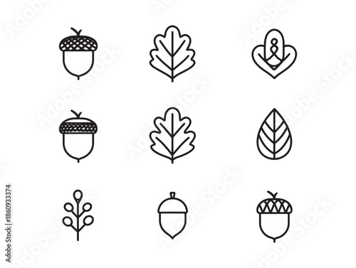 Acorn symbolizes potential within natural cycles