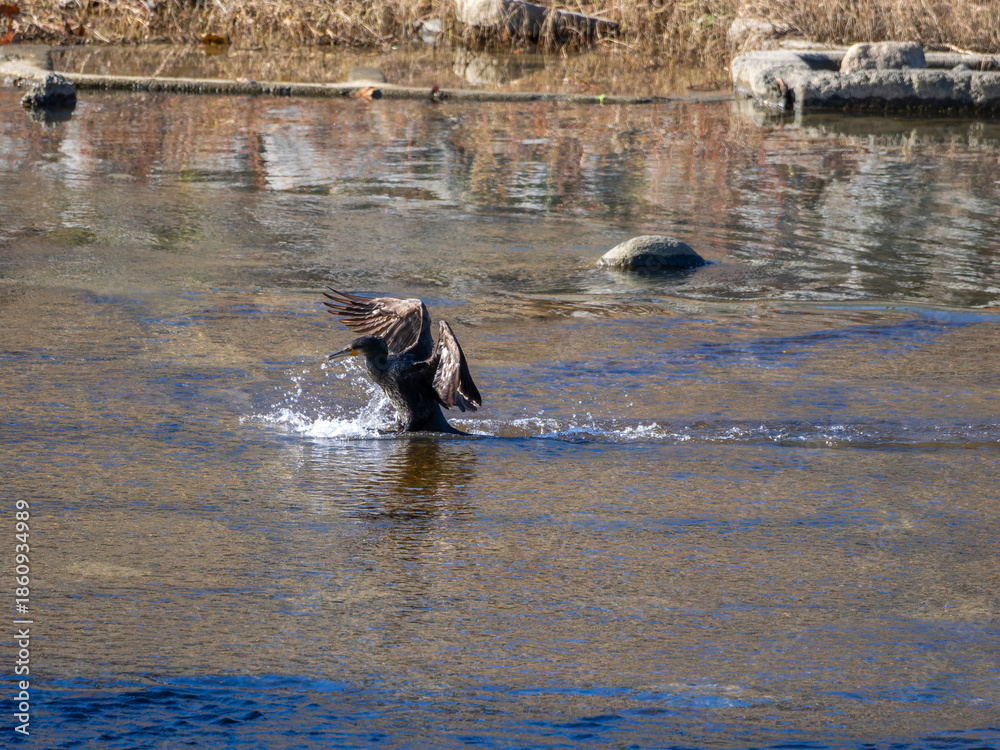 Fototapeta premium 川に着水するカワウ