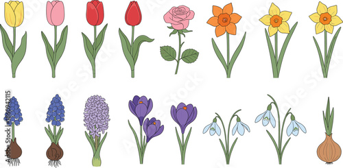 Spring flower and bulb collection featuring tulips daffodils roses crocuses and hyacinths with green stems for garden nature and floral vector illustration design.