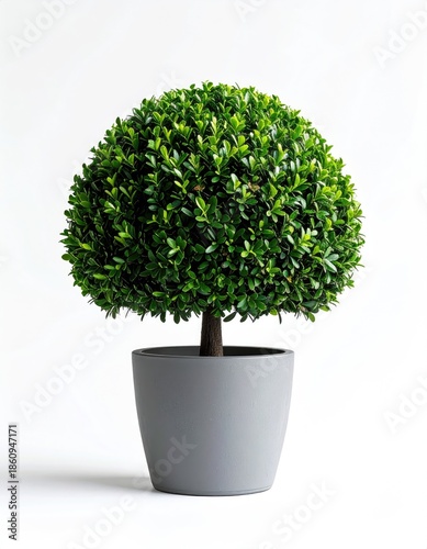 Topiary plant in a grey pot against a white backdrop