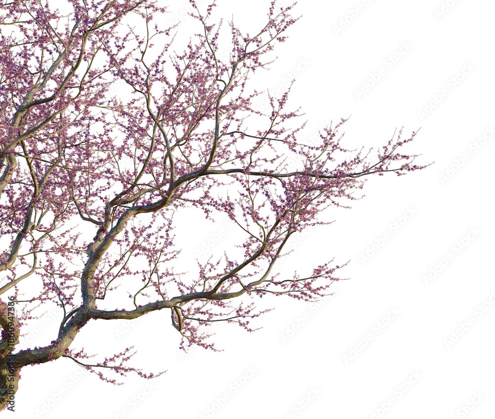 Obraz premium Cercis siliquastrum tree corner view, cutout, isolate, transparent background, Bare tree branches in winter, stark beauty, black and white, minimalist, nature