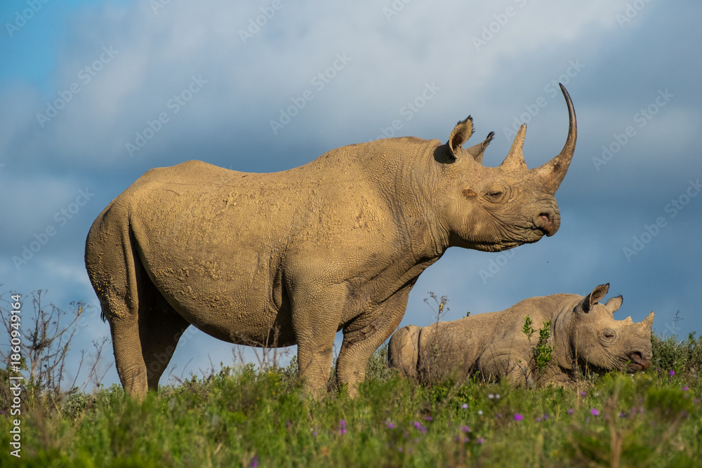 Obraz premium Black Rhino mother protecting resting calf