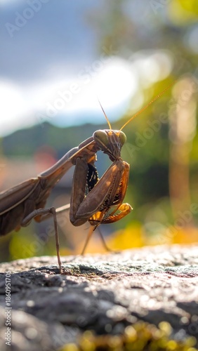 A close-up shot of a praying mantis, with an eye-level view, is perched on a stone, blurred background