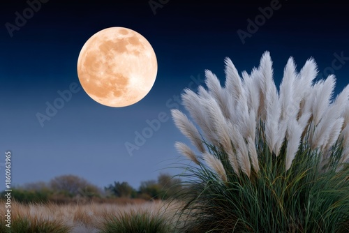 Full moon rising over pampas grass at night
