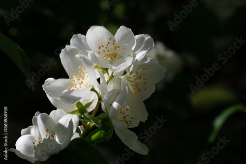 Delicate white jasmine flowers are in full bloom, set against lush green leav...
