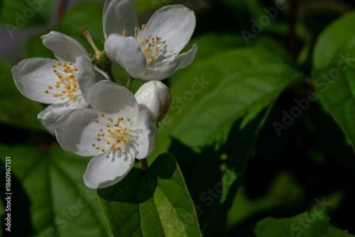 Jasmine flowers on branches with green leaves. These are beautiful, small whi...